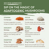 Mushroom Matcha (1 Pack - 30 Servings) - N3CL