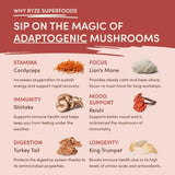 Mushroom Chai (1 Pack - 20 Servings) - ZBBZ