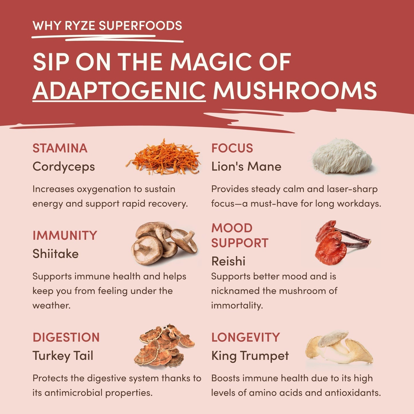 Mushroom Chai (1 Pack - 20 Servings) - ZBBZ