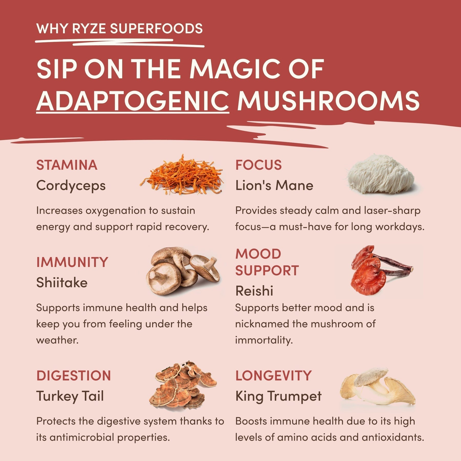 Mushroom Chai (1 Pack - 20 Servings) - ZBBZ